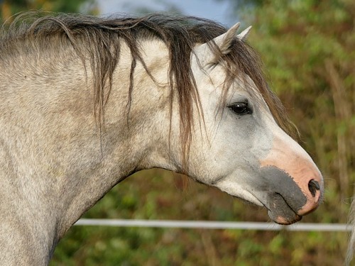 Hřebec welsh mountain pony